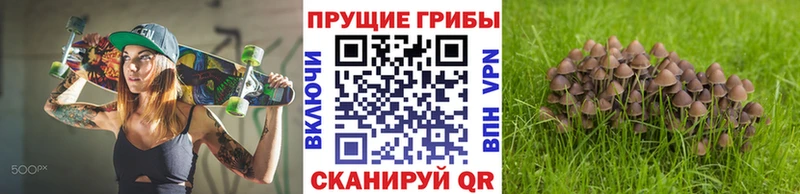 наркотики  Северск  площадка наркотические препараты  Галлюциногенные грибы Psilocybe 